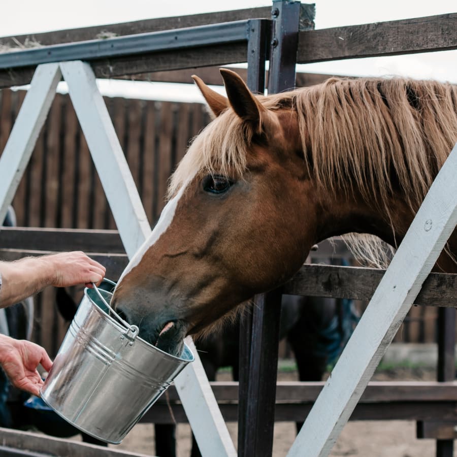 Veterinary Care For Large Animals, Los Gatos Animal Hospital