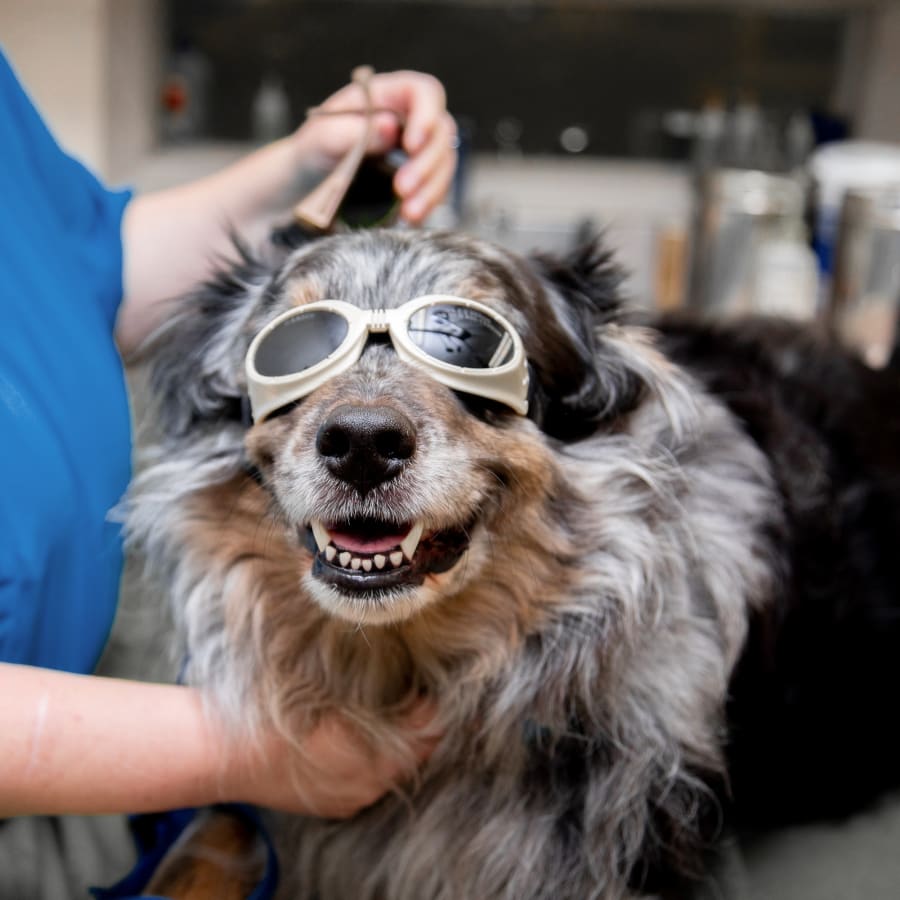 Cold Laser Therapy, South Salem Veterinarians